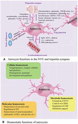 Emerging Roles of Astrocytes in Neuro-Vascular Unit and the Tripartite Synapse With Emphasis on Reactive Gliosis in the Context of Alzheimer’s Disease